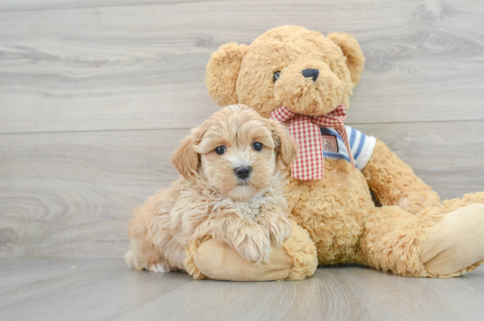 6 week old Maltipoo Puppy For Sale - Lone Star Pups