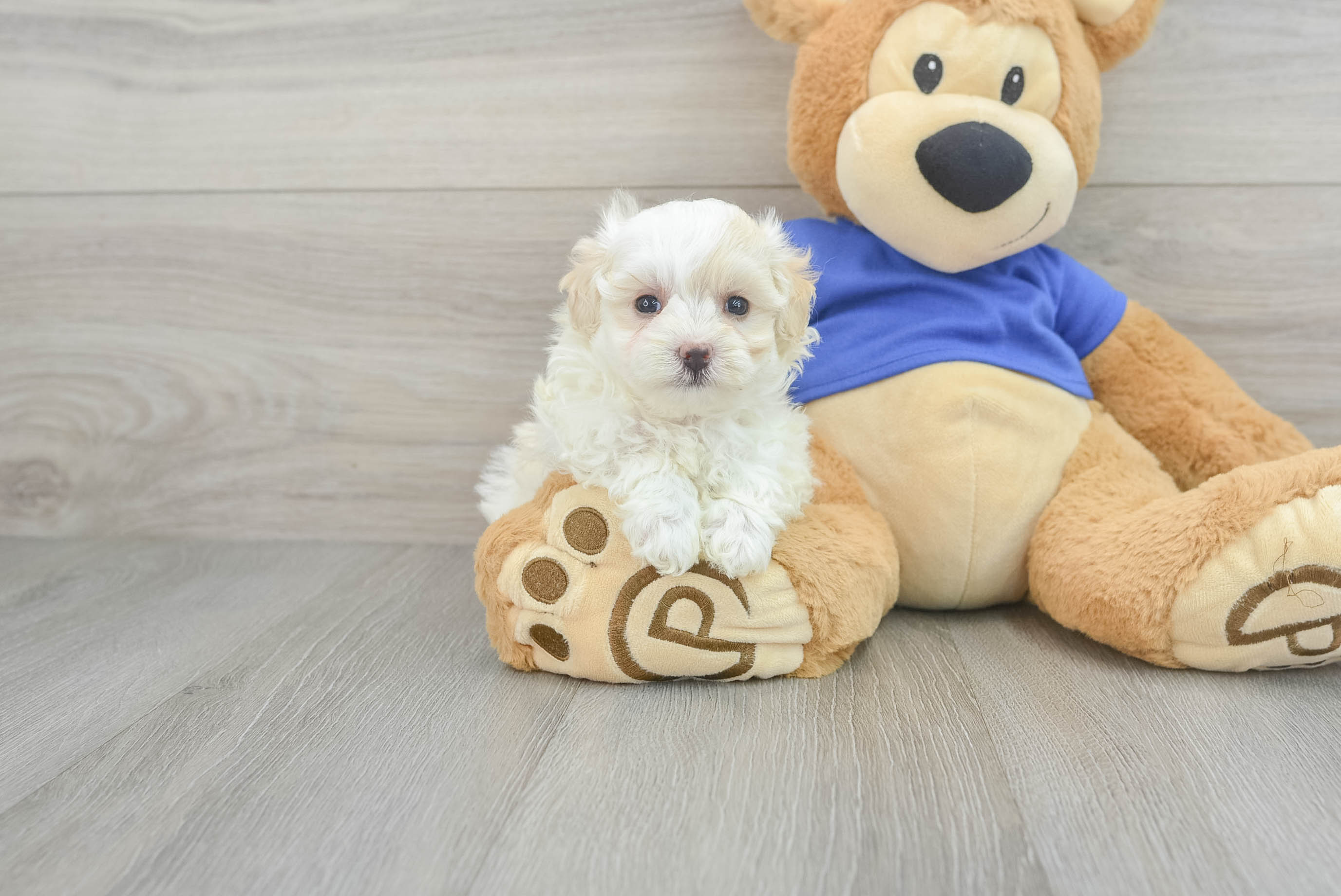 Cute Maltipoo Baby