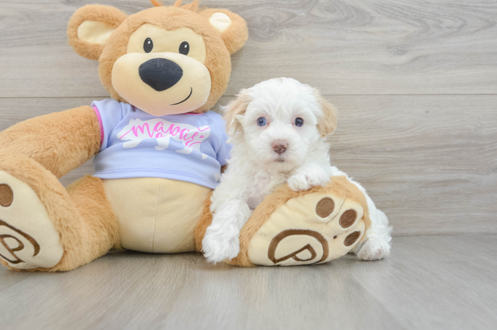 5 week old Maltipoo Puppy For Sale - Lone Star Pups