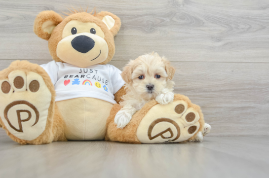 Maltipoo Puppy for Adoption