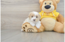 Friendly Maltipoo Baby
