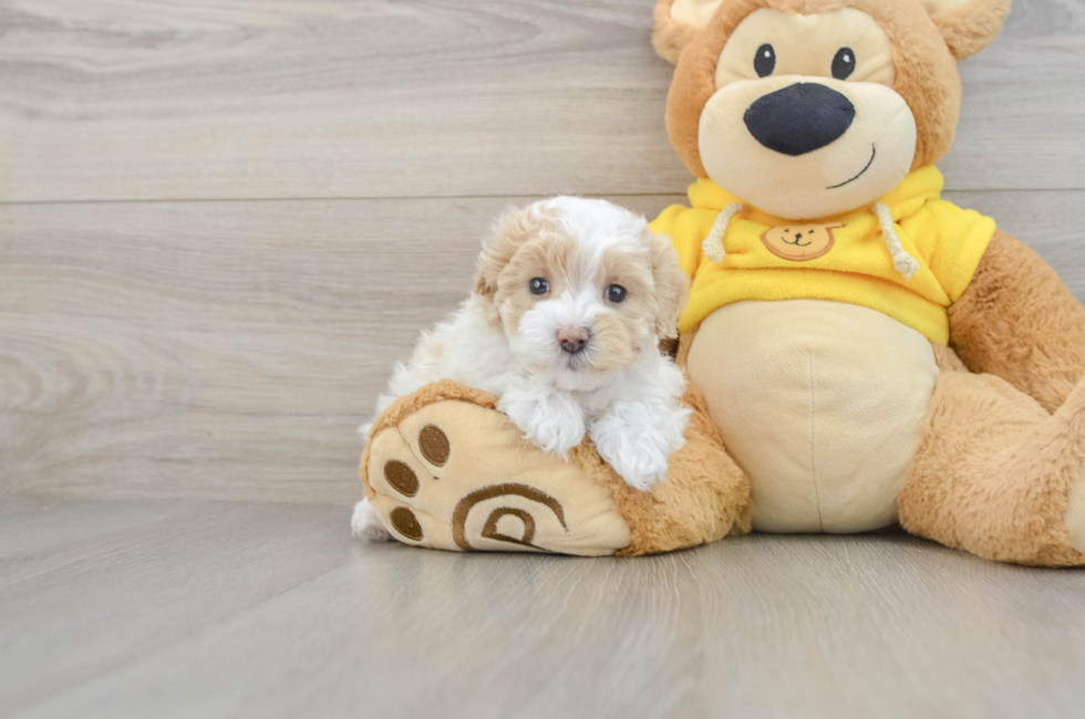 5 week old Maltipoo Puppy For Sale - Lone Star Pups