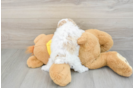 Best Maltipoo Baby