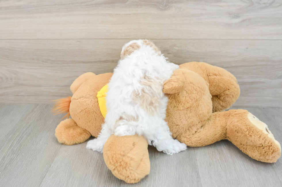 Best Maltipoo Baby
