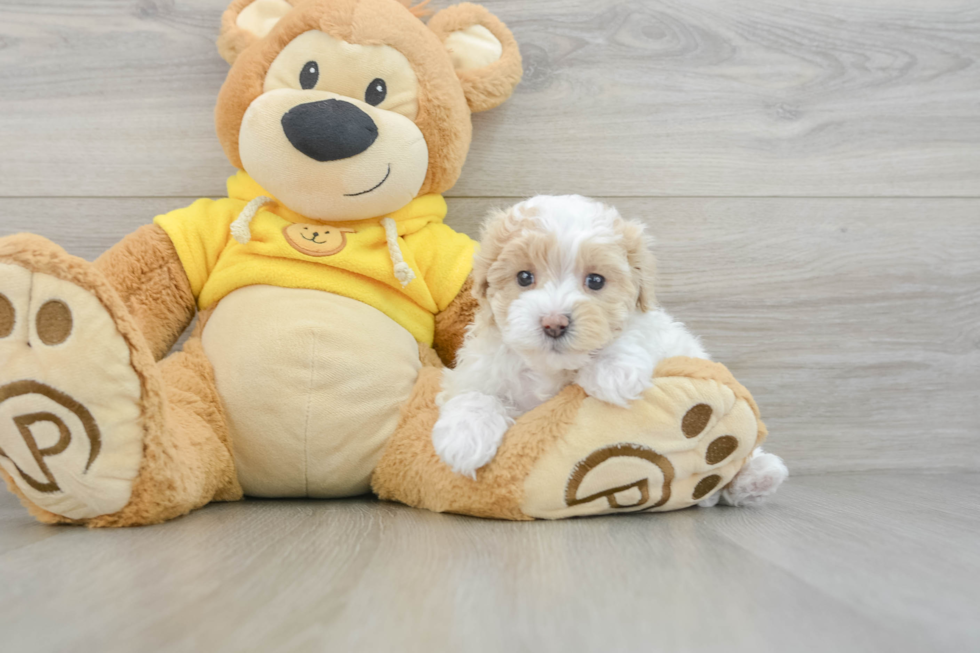 Sweet Maltipoo Baby
