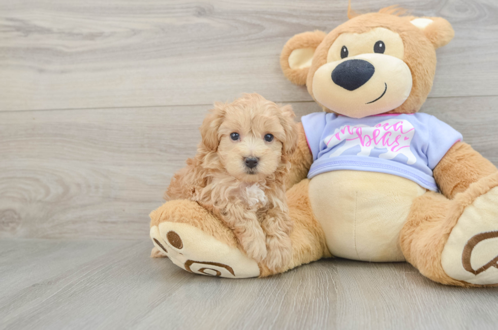 5 week old Maltipoo Puppy For Sale - Lone Star Pups