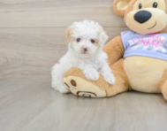 8 week old Maltipoo Puppy For Sale - Lone Star Pups