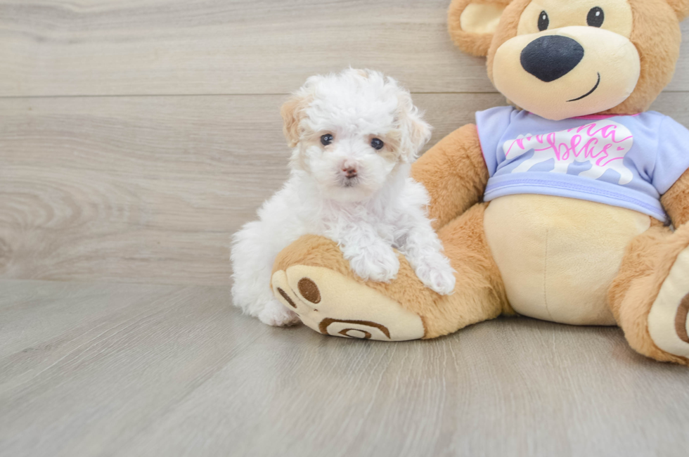 5 week old Maltipoo Puppy For Sale - Lone Star Pups