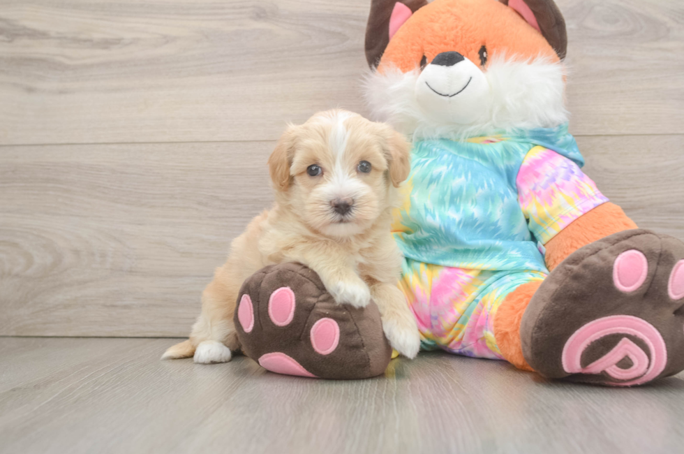 5 week old Maltipoo Puppy For Sale - Lone Star Pups