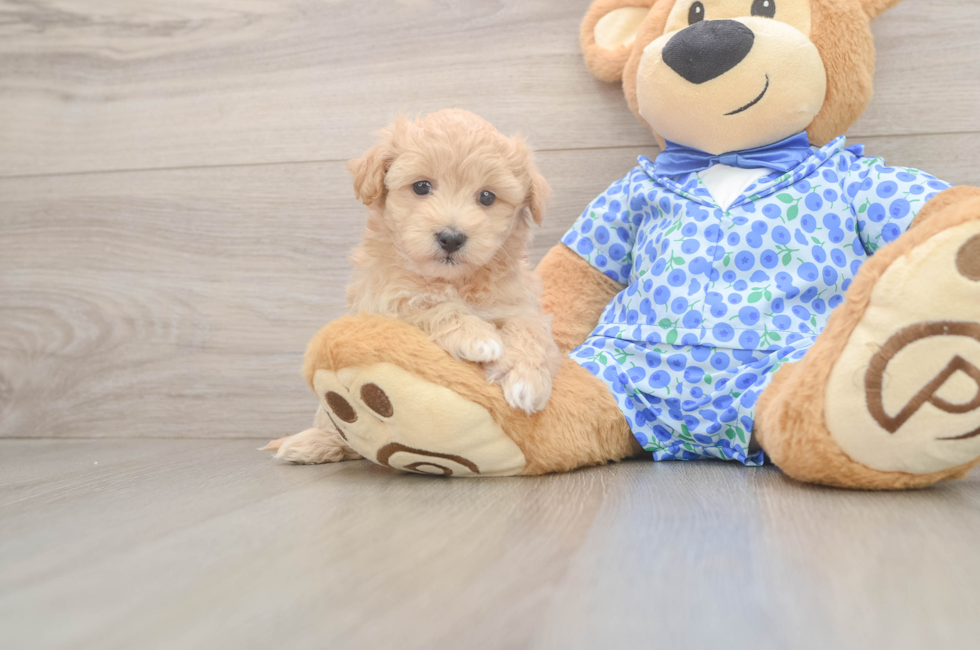 6 week old Maltipoo Puppy For Sale - Lone Star Pups