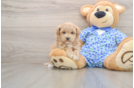 Maltipoo Puppy for Adoption