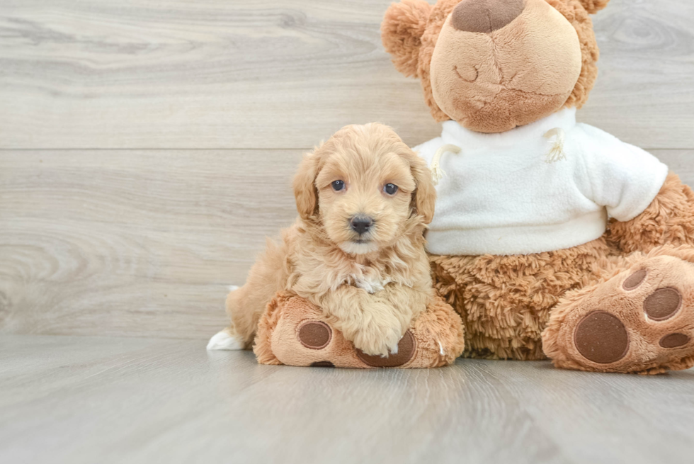 Maltipoo Pup Being Cute