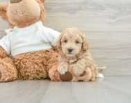 9 week old Maltipoo Puppy For Sale - Lone Star Pups