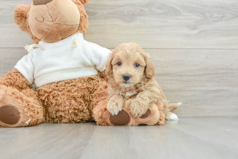 Funny Maltipoo Poodle Mix Pup