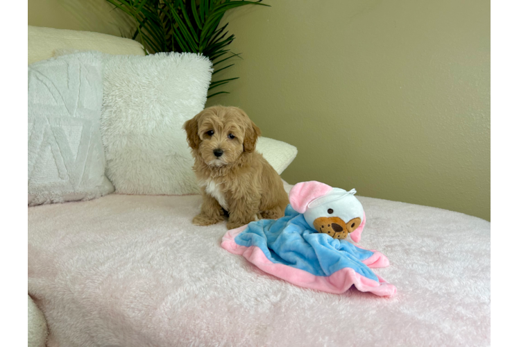 Cute Maltipoo Baby