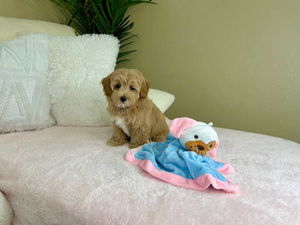 Cute Maltipoo Baby