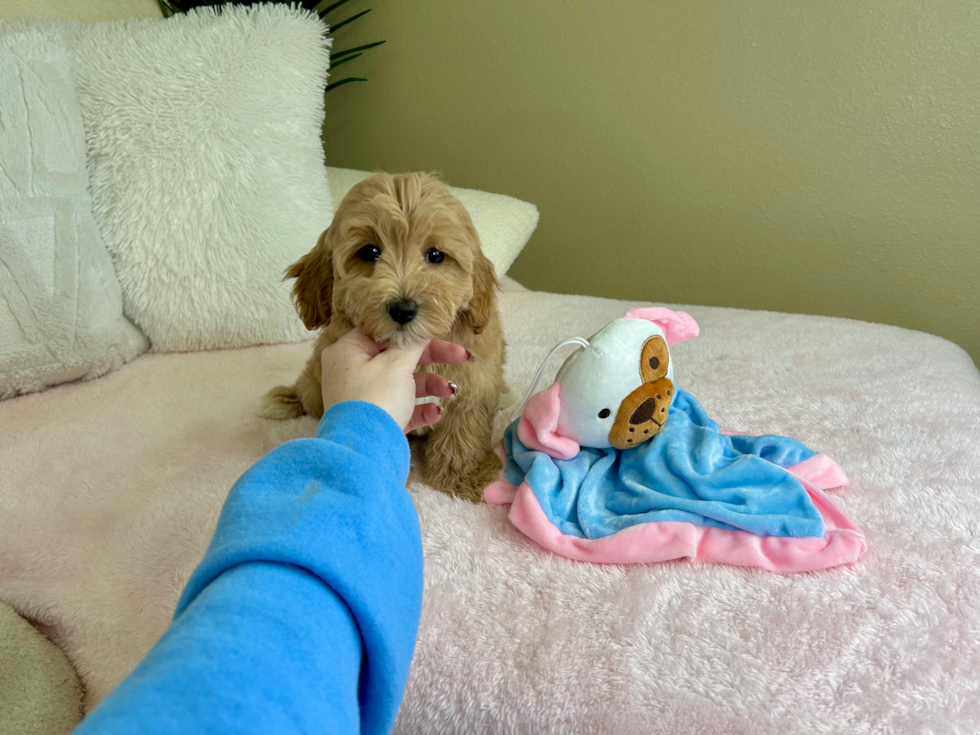 Cute Maltipoo Poodle Mix Pup