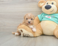 8 week old Maltipoo Puppy For Sale - Lone Star Pups
