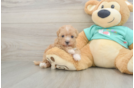 Smart Maltipoo Poodle Mix Pup