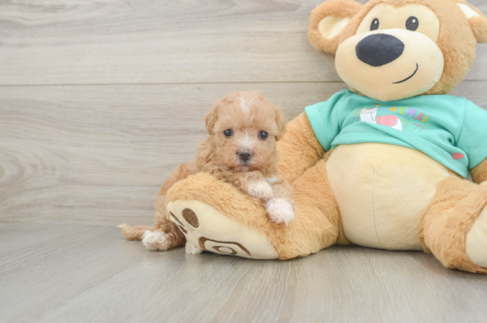 Smart Maltipoo Poodle Mix Pup