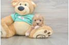 Energetic Multipoo Poodle Mix Puppy