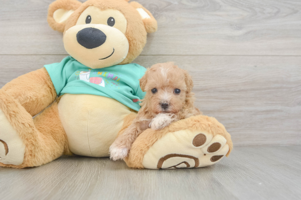 Energetic Multipoo Poodle Mix Puppy