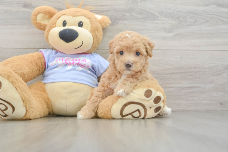 Little Moodle Poodle Mix Puppy