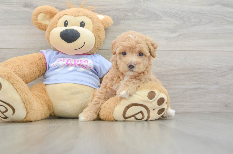 5 week old Maltipoo Puppy For Sale - Lone Star Pups
