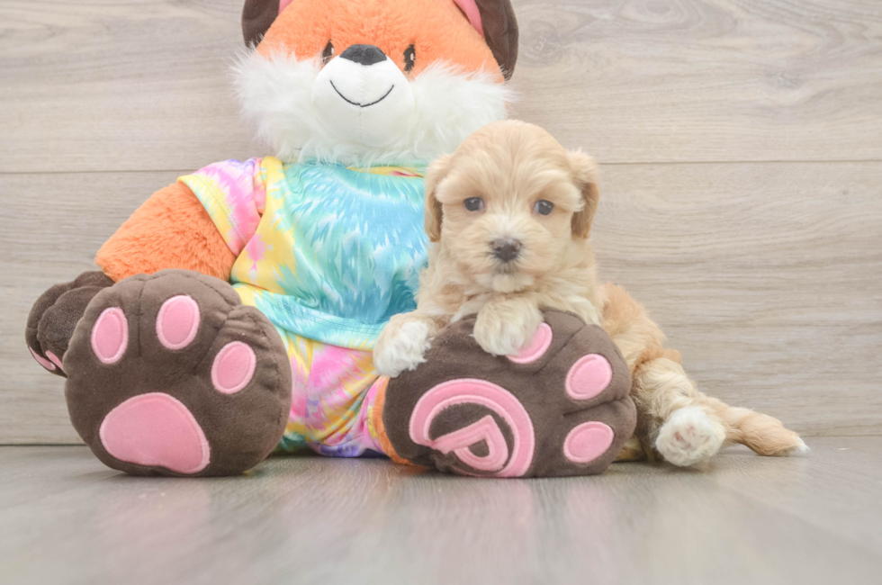 5 week old Maltipoo Puppy For Sale - Lone Star Pups