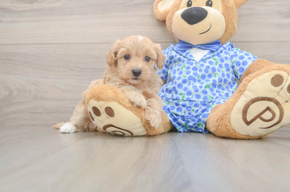 6 week old Maltipoo Puppy For Sale - Lone Star Pups