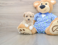 8 week old Maltipoo Puppy For Sale - Lone Star Pups