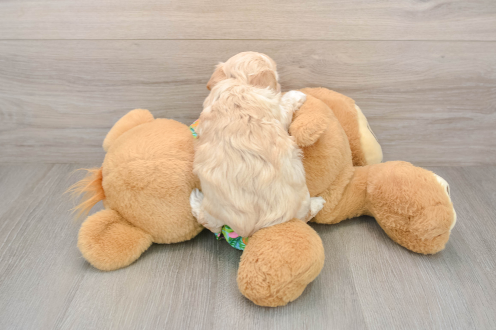 Petite Maltipoo Poodle Mix Pup