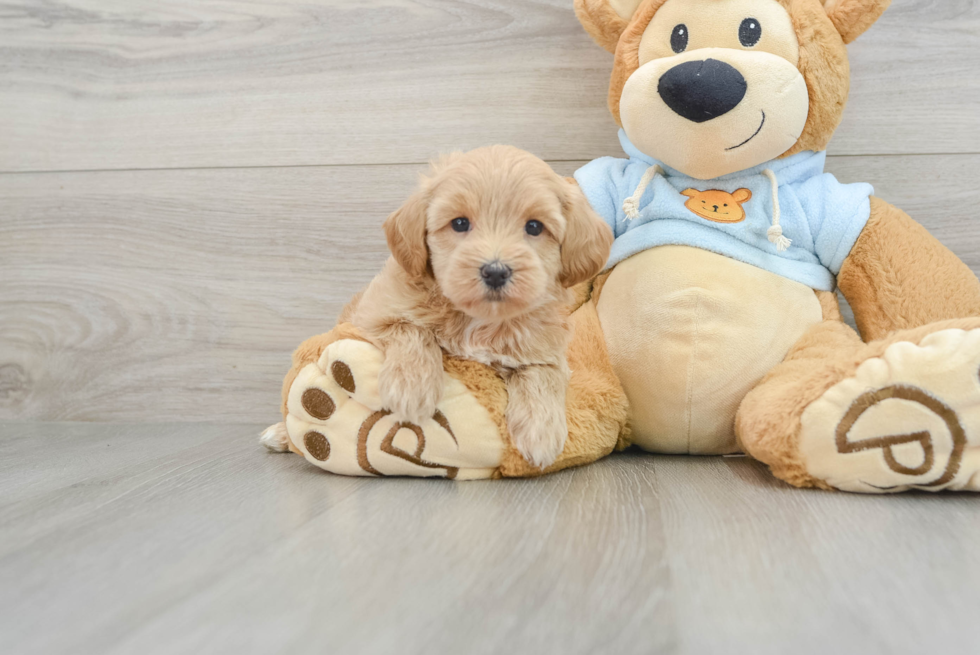 Cute Maltipoo Hadley: 2lb 2oz Doodle Puppy