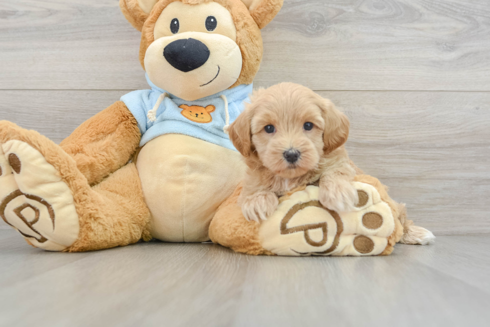 Cute Maltipoo Hadley: 2lb 2oz Doodle Puppy