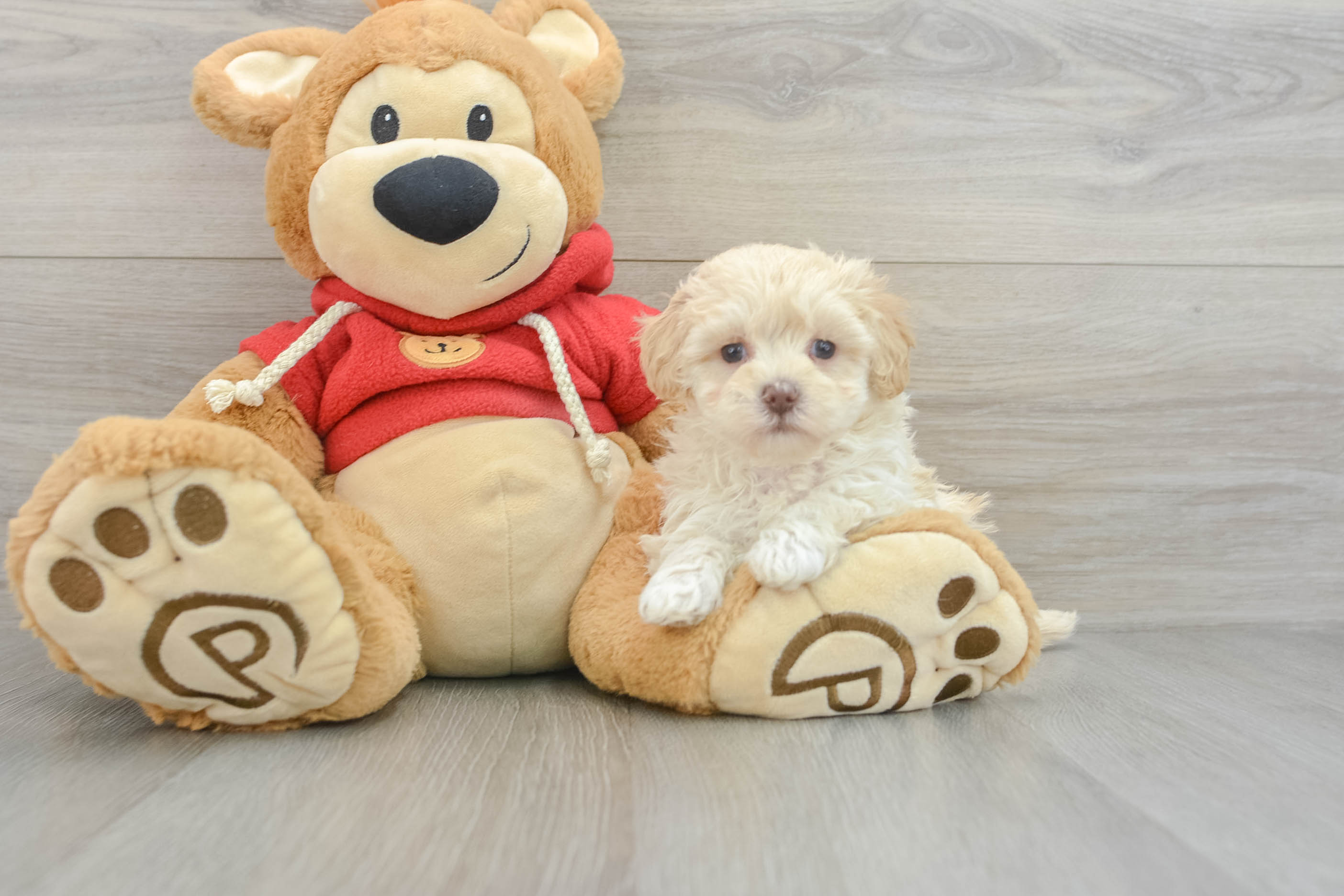 Maltipoo fashion puppies hypoallergenic