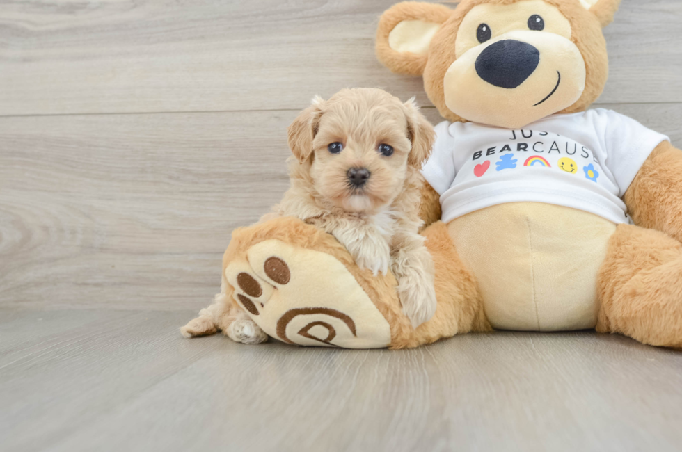 6 week old Maltipoo Puppy For Sale - Lone Star Pups
