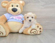 8 week old Maltipoo Puppy For Sale - Lone Star Pups