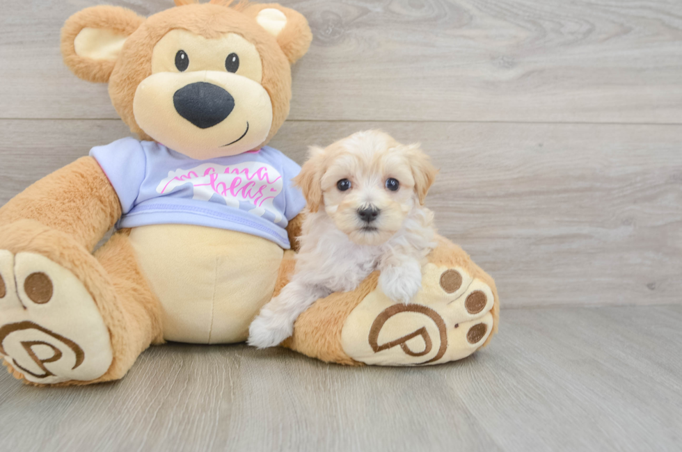 5 week old Maltipoo Puppy For Sale - Lone Star Pups