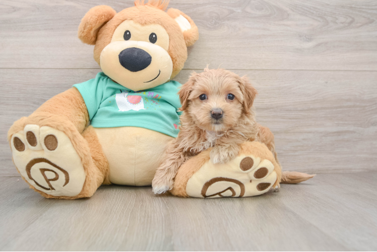 Smart Maltipoo Poodle Mix Pup