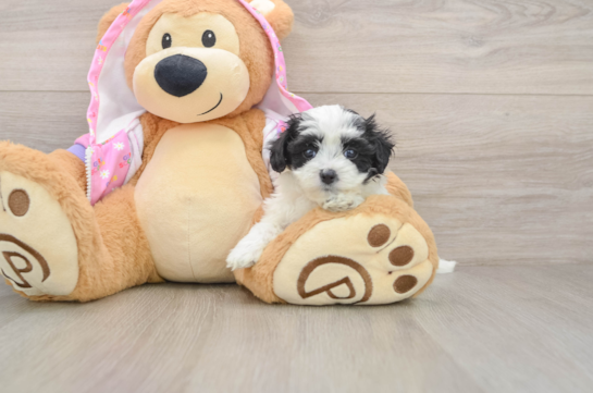 Cute Maltipoo Baby