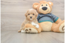 Maltipoo Puppy for Adoption