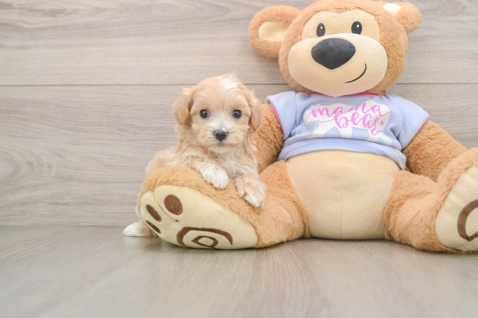 Playful Maltidoodle Poodle Mix Puppy