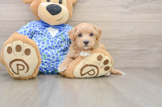 HADLEY, a Maltipoo littermate