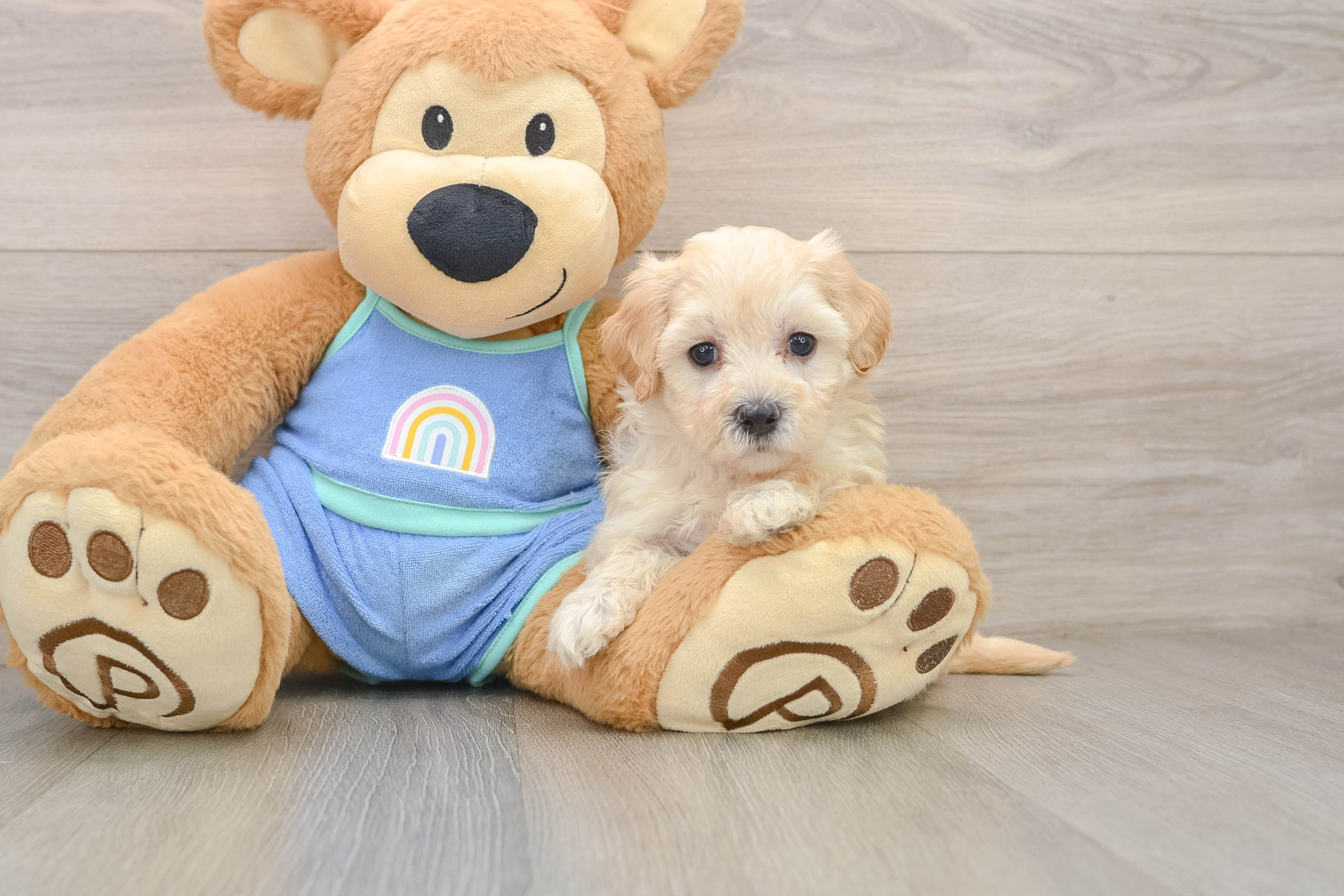 Fluffy Maltipoo Poodle Mix Pup
