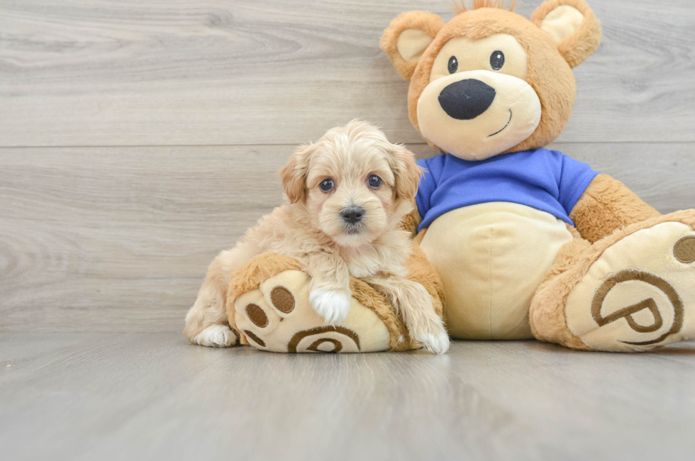 8 week old Maltipoo Puppy For Sale - Lone Star Pups