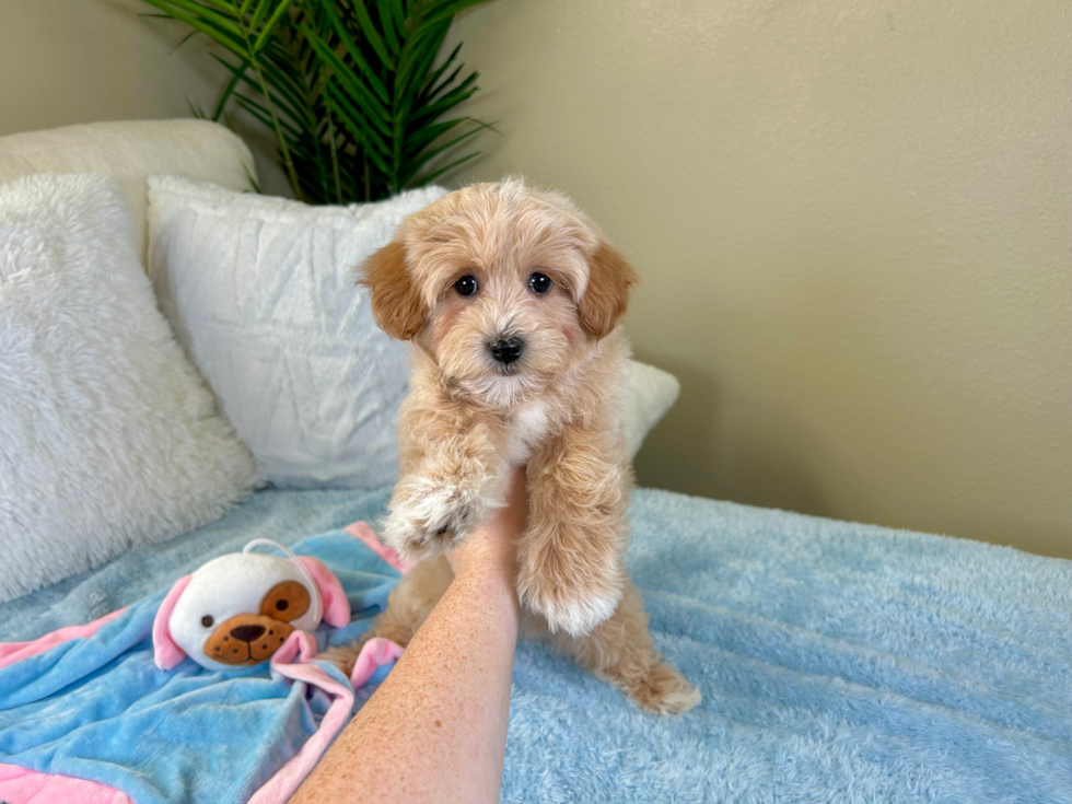 Maltipoo Pup Being Cute