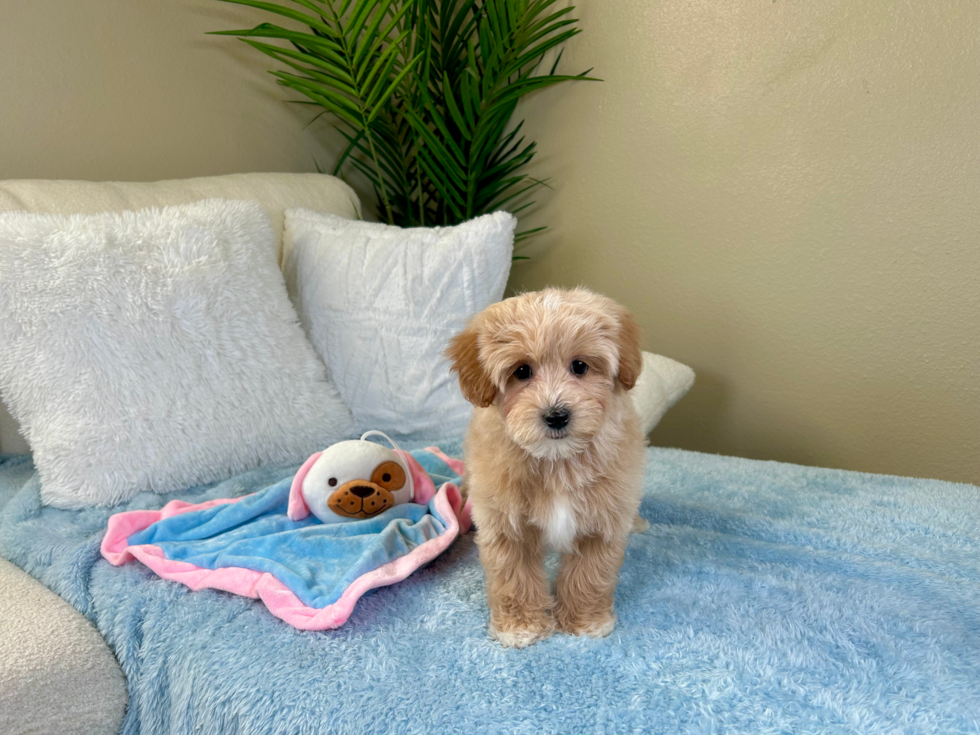 Cute Maltipoo Poodle Mix Pup