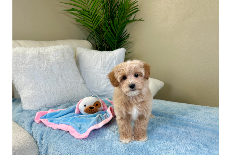 Cute Maltipoo Poodle Mix Pup