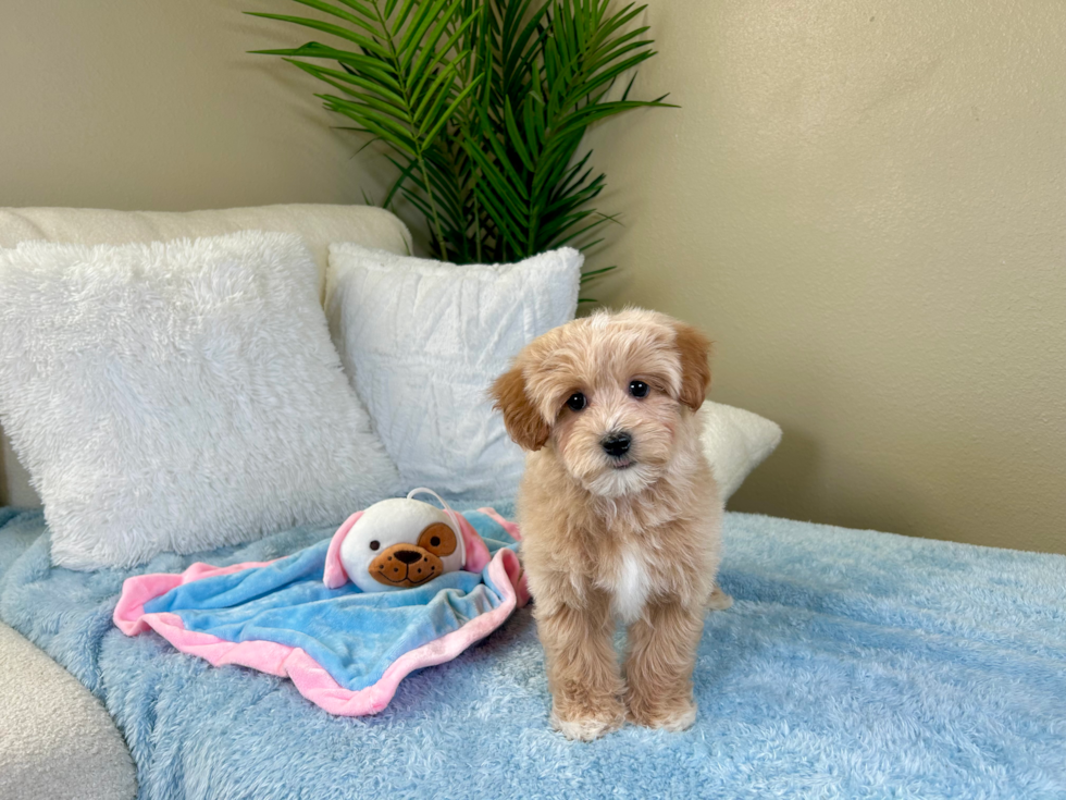 Cute Maltipoo Poodle Mix Pup