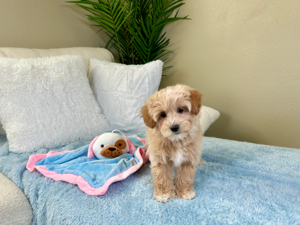 Best Maltipoo Baby